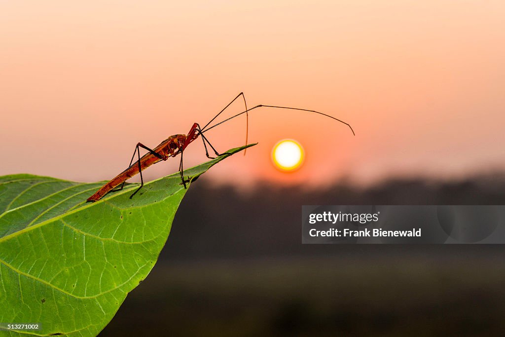 A Red Cotton Bug (Dysdercus cingulatus) is sitting on the...
