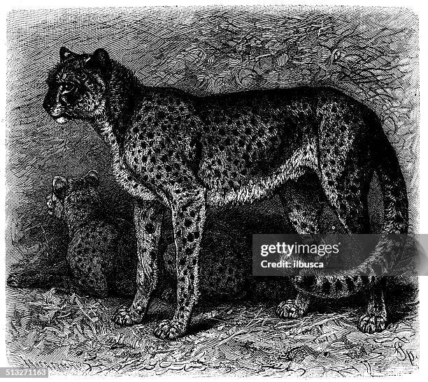 stockillustraties, clipart, cartoons en iconen met antique illustration of cheetah (acinonyx jubatus) - afrikaans jachtluipaard