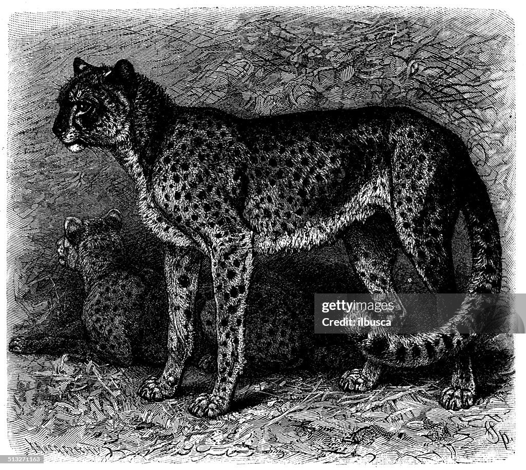 Antique illustration of cheetah (Acinonyx jubatus)