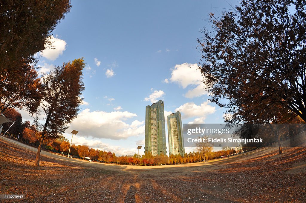 Autumn view in the park with skyline