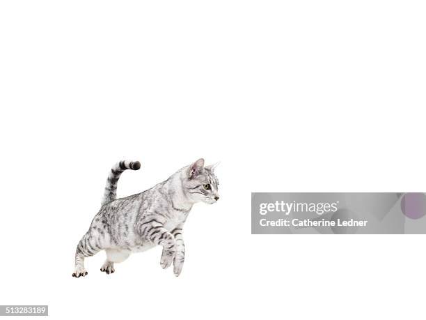 jumping cat - cat jump stockfoto's en -beelden