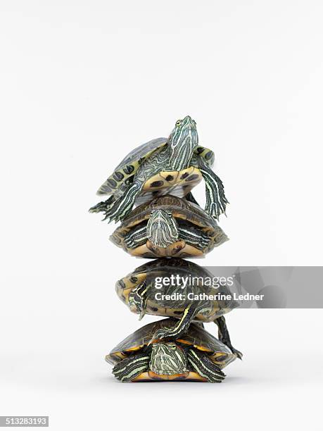 Turtle Pile Photos and Premium High Res Pictures - Getty Images