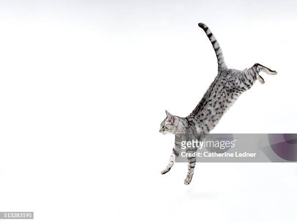 cat jumping down on white - cat jump stockfoto's en -beelden