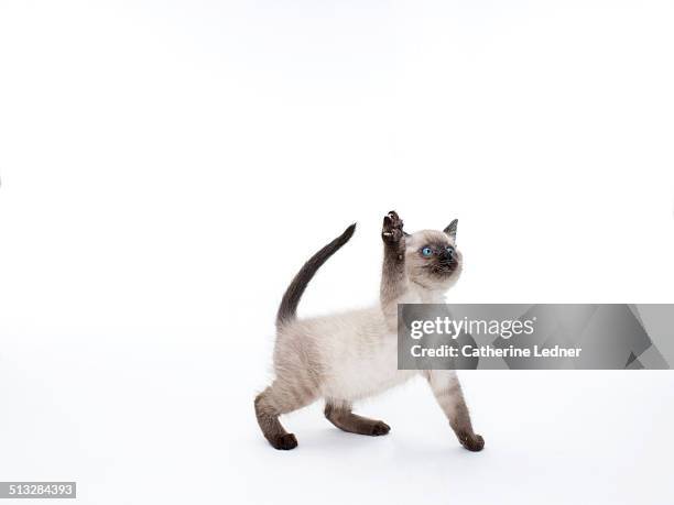 siamese kitten swatting in the air - siamese cat stockfoto's en -beelden