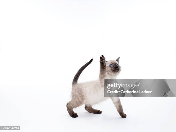 siamese kitten swatting in the air - siamese cat stock pictures, royalty-free photos & images