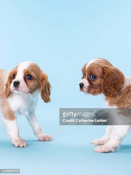 Two Cavalier King Charles Spaniel Puppies