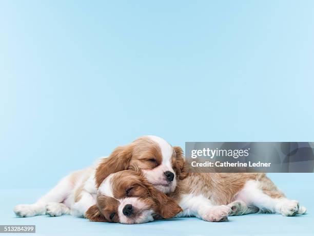 two puppies sleeping on eachother - spotted dog stock pictures, royalty-free photos & images