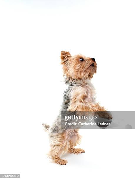 yorkshire terrier dancing in studio - terrier stock pictures, royalty-free photos & images