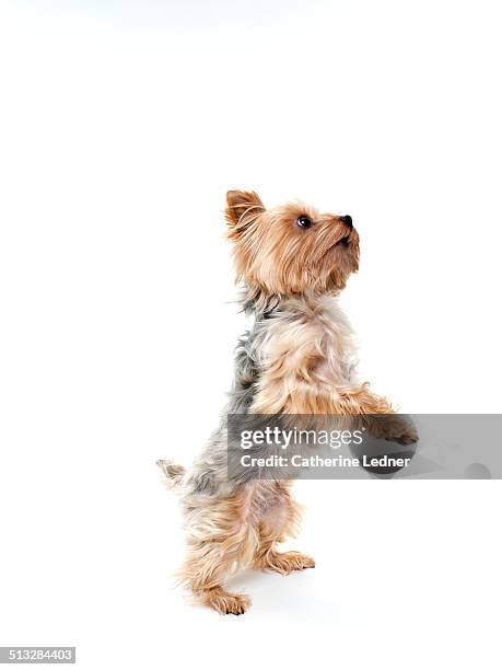 yorkshire terrier dancing in studio - yorkshire terrier imagens e fotografias de stock