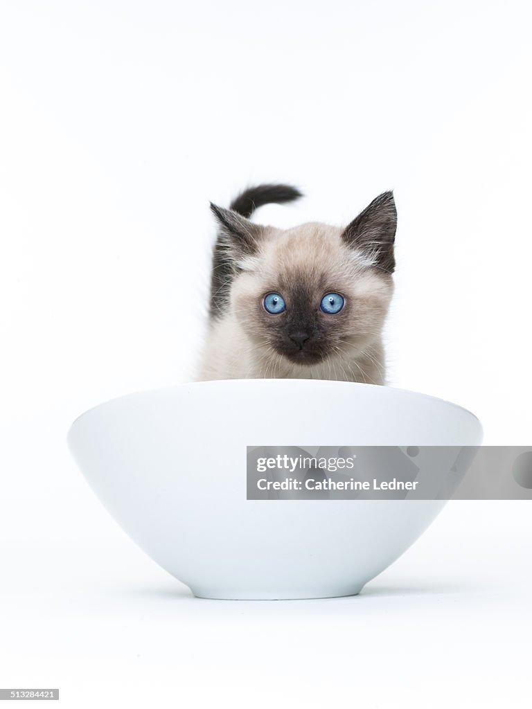 Siamese Kitten in White Bowl