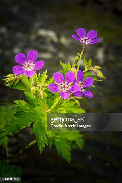 purple wildflowers - adelfilla enana fotografías e imágenes de stock