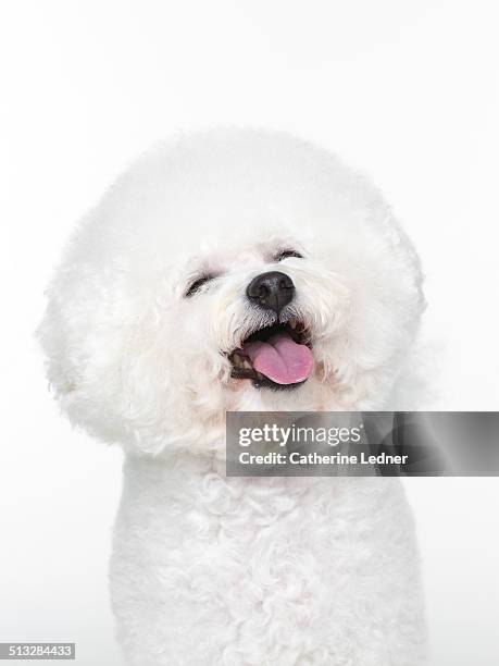 bishon frise smiling on white seamless - suave y sedoso fotografías e imágenes de stock