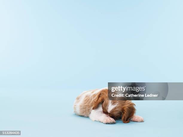 cavalier king chalres burrying it's head - hidden patterns stock pictures, royalty-free photos & images