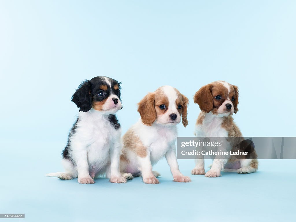 Three King Cavalier Young Puppies on Blue Seamless