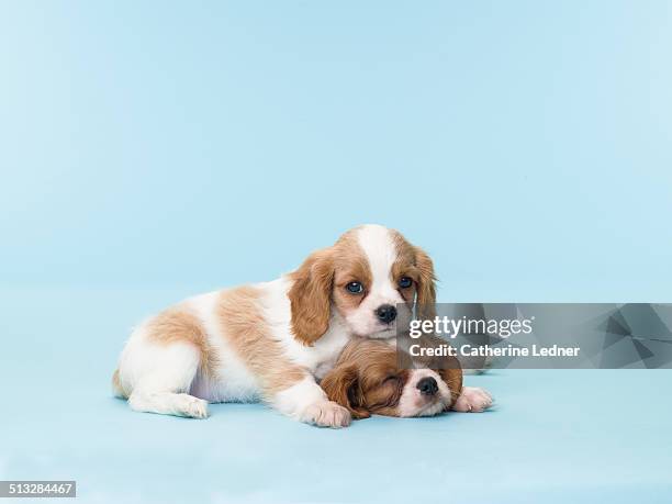 two sleepy puppies - cachorro fotografías e imágenes de stock