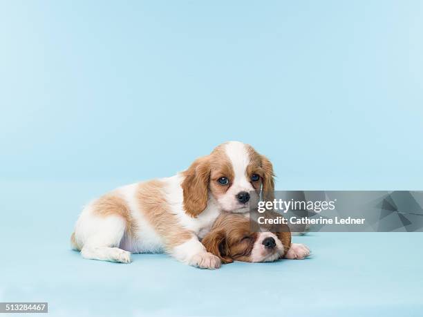 two sleepy puppies - cute animals cuddling - fotografias e filmes do acervo