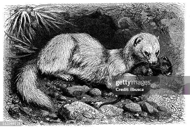 antique illustration of ferret (mustela putorius furo) - ferret stock illustrations