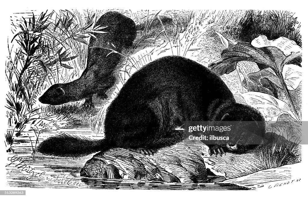Antique illustration of European mink (Mustela lutreola)