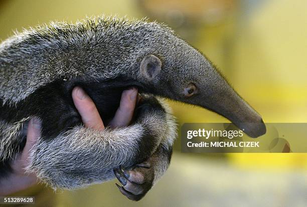 Zookeeper holds a baby of giant anteater in Prague Zoo on March 2, 2016. It was born on January 20 and is Prague Zoo's first anteater born in its...