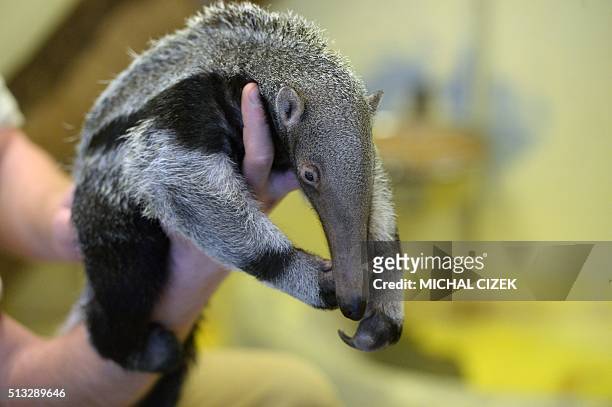 Zookeeper holds a baby of giant anteater in Prague Zoo on March 2, 2016. It was born on January 20 and is Prague Zoo's first anteater born in its...