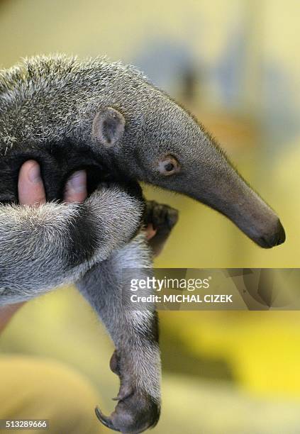 Zookeeper holds a baby of giant anteater in Prague Zoo on March 2, 2016. It was born on January 20 and is Prague Zoo's first anteater born in its...