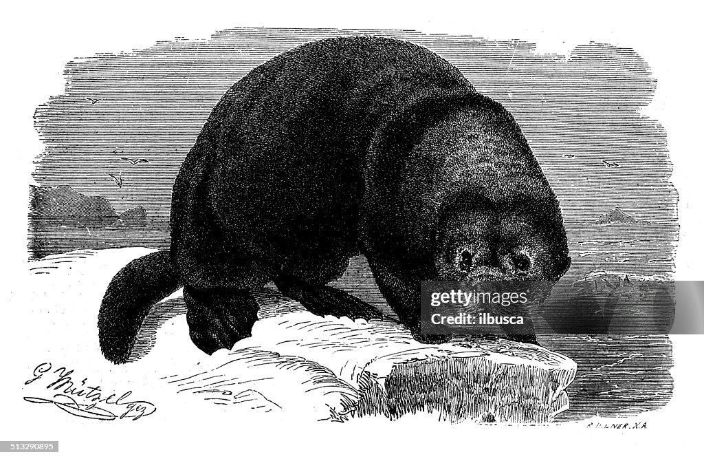 Antique illustration of sea otter (Enhydra lutris)