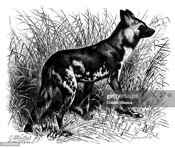 antique illustration of african wild dog (lycaon pictus) - african wild dog stock illustrations