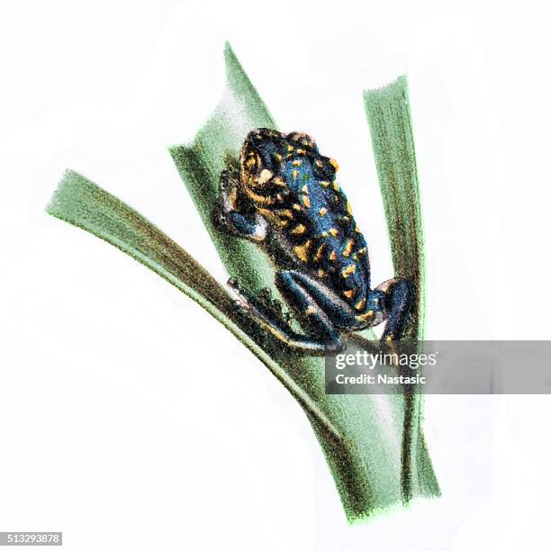 dendrobates fantasticus (red-headed poison frog) (ranitomeya fantastica) - yellow banded poison dart frog stock illustrations