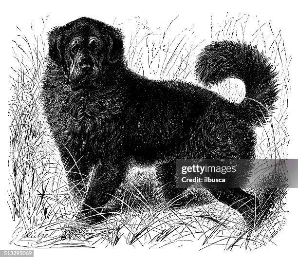 antique illustration of tibetan mastiff - tibetan mastiff stock illustrations