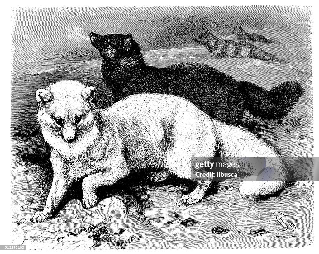 Antigo Ilustração de Raposa Polar (Vulpes lagopus)