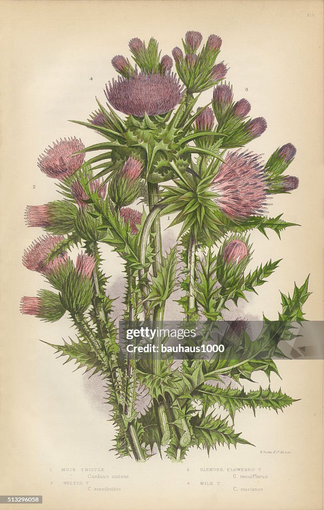 Thistle, Milk Thistle, Musk Thistle, Scotland, Victorian Botanical Illustration