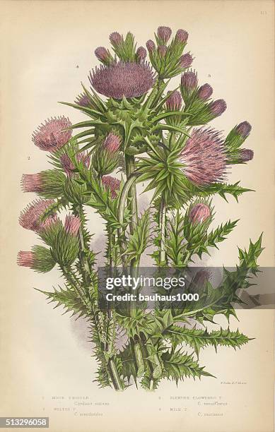 thistle, milk thistle, musk thistle, scotland, victorian botanical illustration - milk thistle stock illustrations