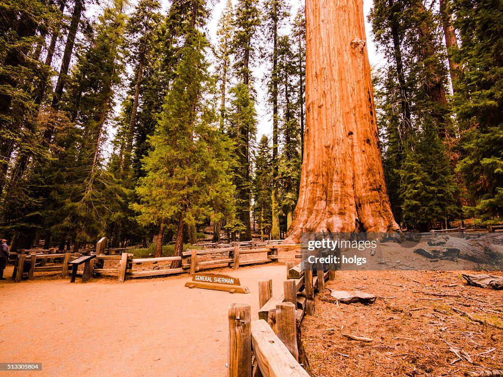 Generale Sherman albero nella Foresta Nazionale di Sequoia