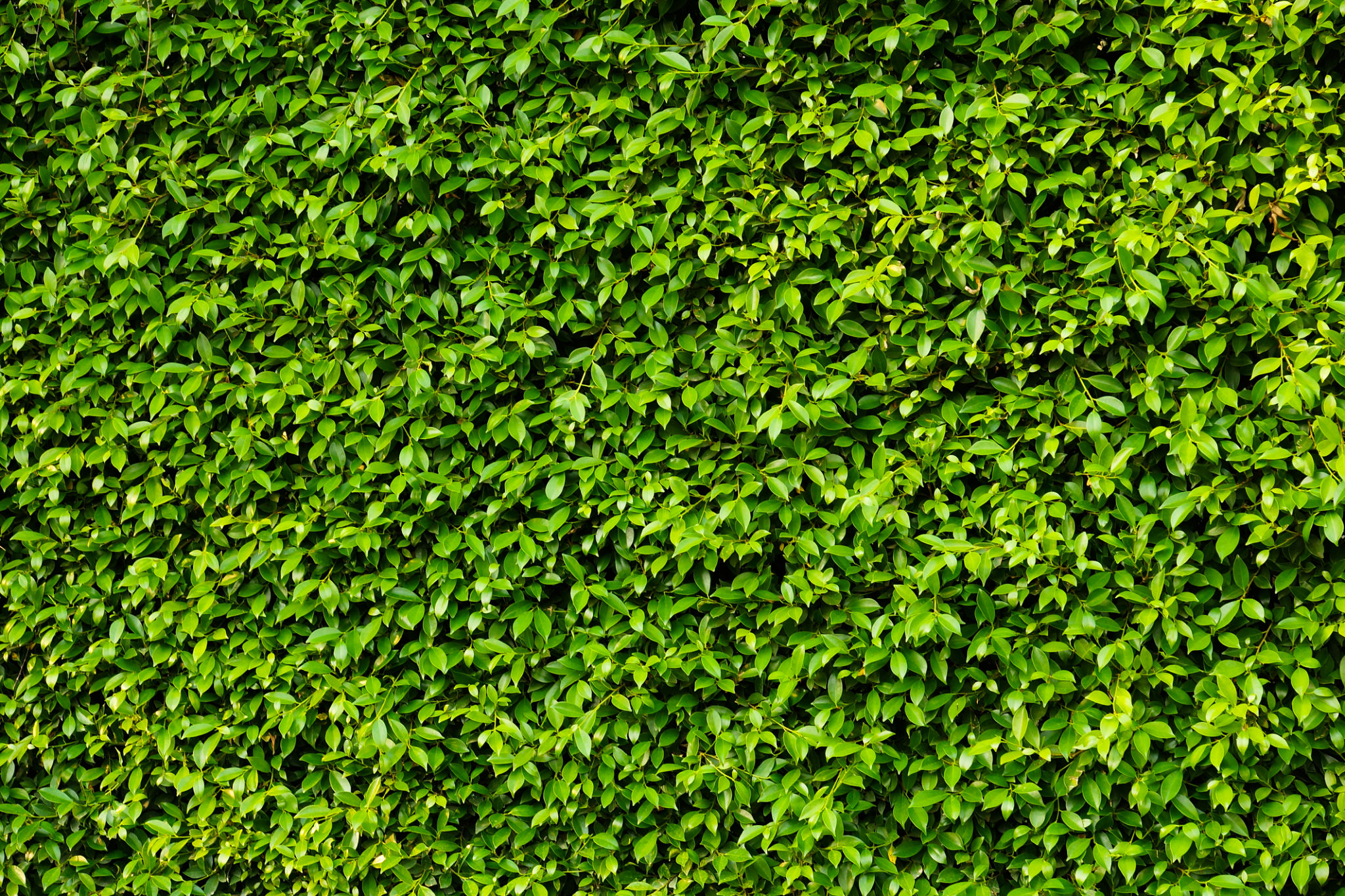 plant wall materials