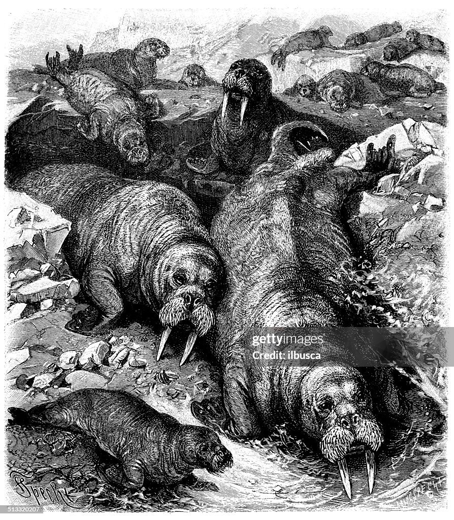 Antique illustration of walrus (Odobenus rosmarus)