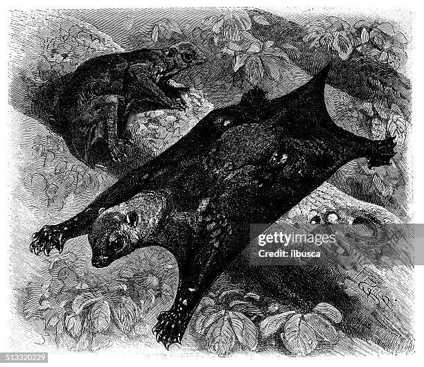 antique illustration of philippine flying lemur (cynocephalus volans) - colugo 幅插畫檔、美工圖案、卡通及圖標