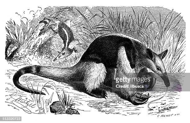 stockillustraties, clipart, cartoons en iconen met antique illustration of southern tamandua (tamandua tetradactyla) - anteater