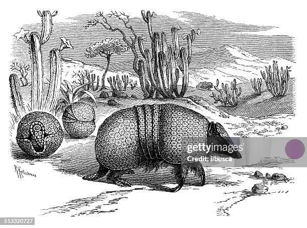 antique illustration of brazilian three-banded armadillo (tolypeutes tricinctus) - three banded armadillo stock illustrations