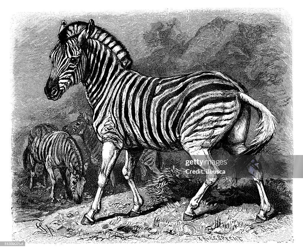 Antique illustration of plains zebra (Equus quagga)