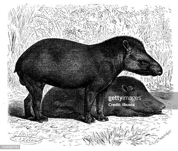 97点のバクイラスト素材 Getty Images 97点のバクイラスト素材 Getty Images