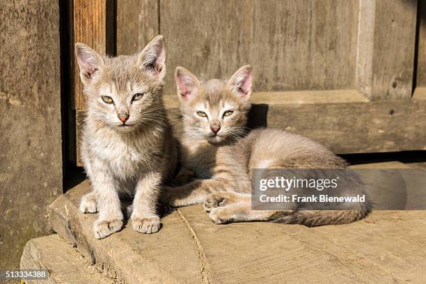 Two baby cats are playing with each other.