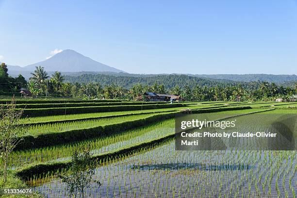 balinese rice fields - agung stock pictures, royalty-free photos & images