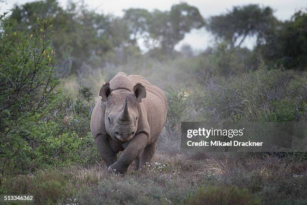 black rhino - rhinoceros imagens e fotografias de stock