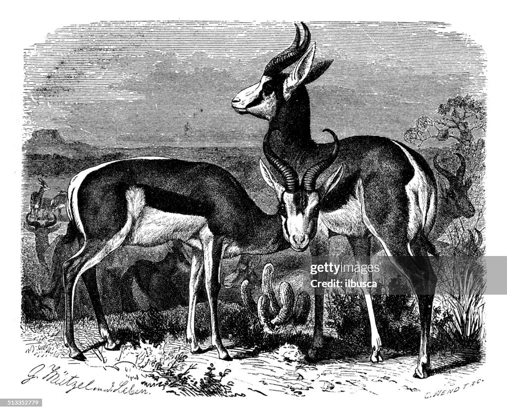 Anticuario ilustración de springbok (Antidorcas marsupialis)