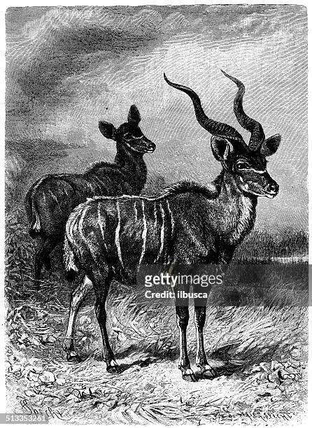 antique illustration of greater kudu (tragelaphus strepsiceros) - kudu stock illustrations