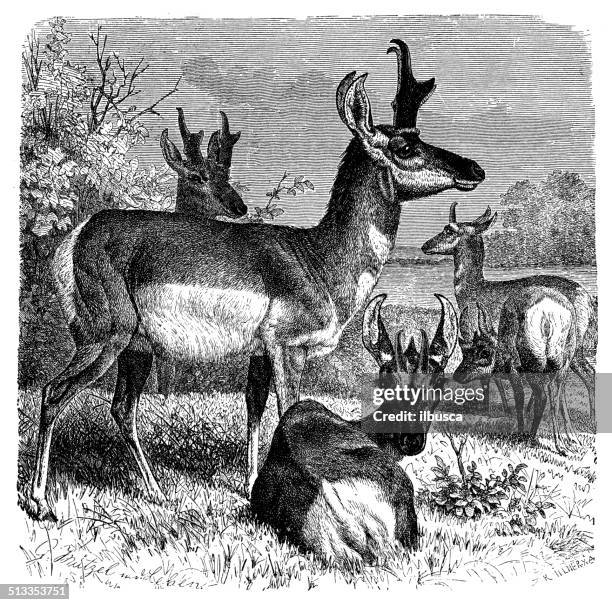 antique illustration of pronghorn (antilocapra americana) - pronghorn antelope stock illustrations