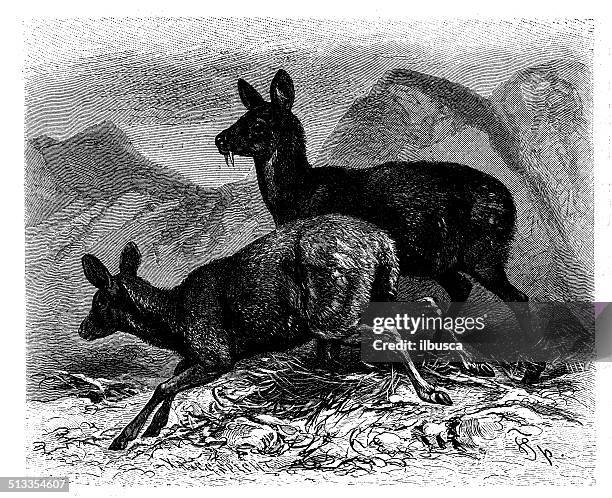antique illustration of siberian musk deer (moschus moschiferus) - moschus moschiferus stock illustrations