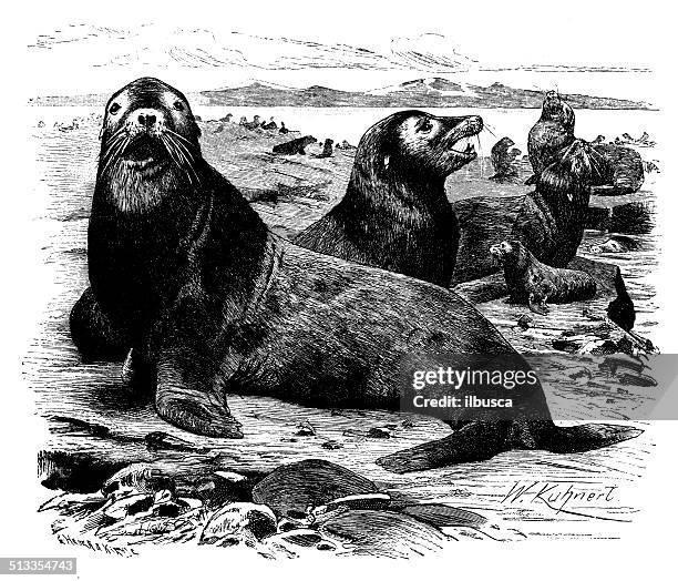 antique illustration of steller sea lion (eumetopias jubatus) - sea lion stock illustrations