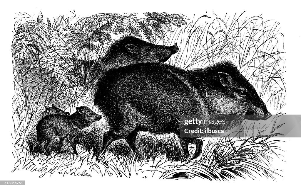 Antique illustration of collared peccary (Pecari tajacu)