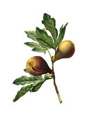 Figs | Redoute Flower Illustrations